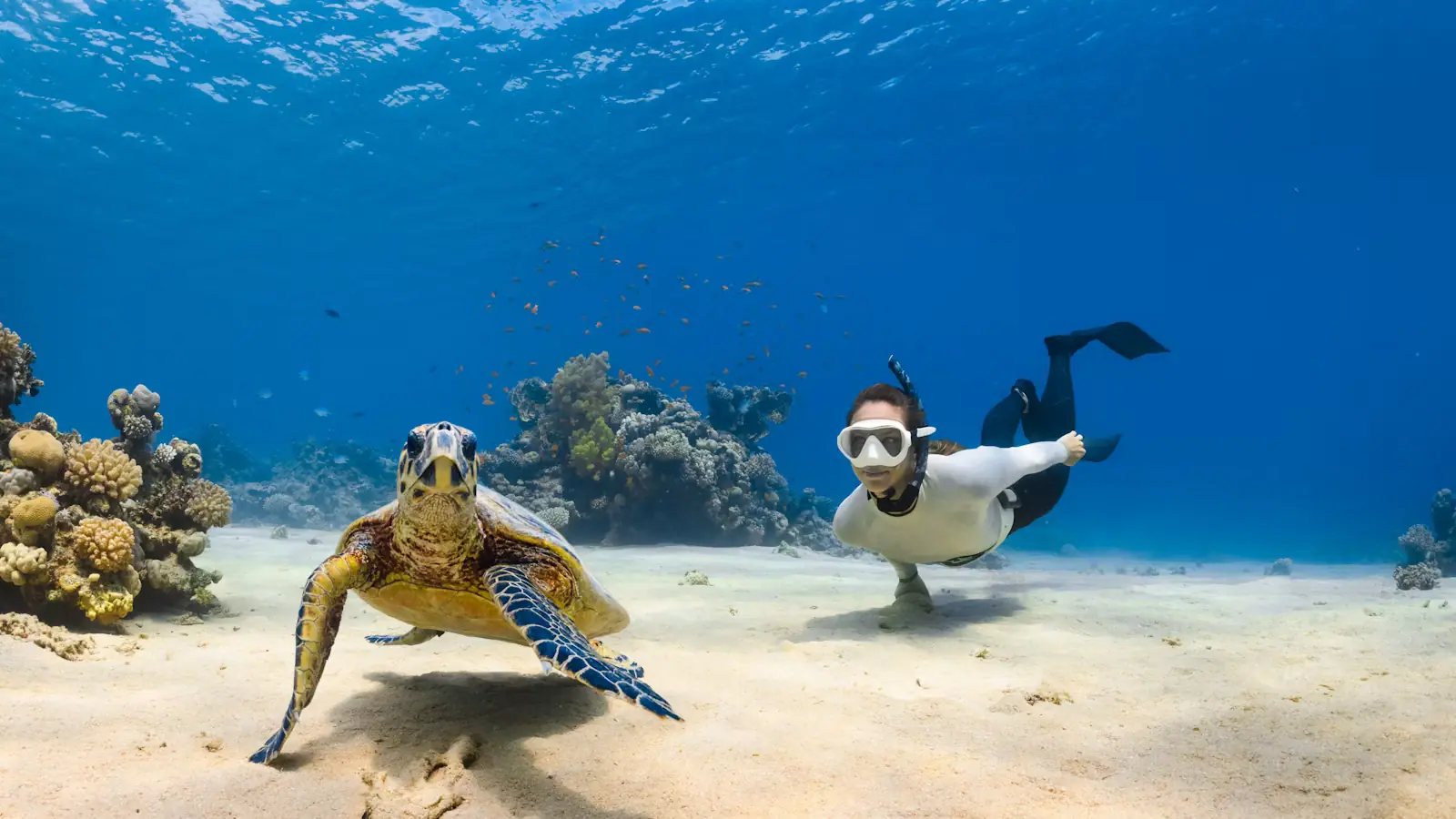 A sea turtle resting on the sand beside a free-diver over a shallow reef