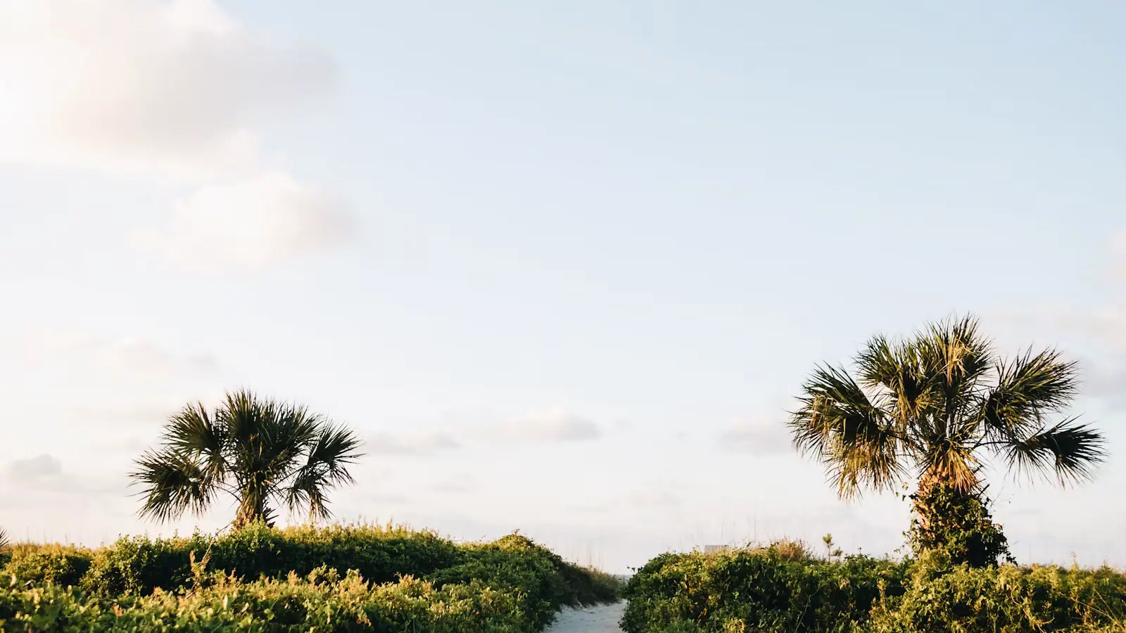 A sandy path running between coastal scrub and two palms under a pale sky